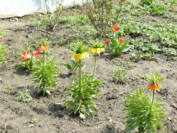 P1020454 - Fritillaria imperialis