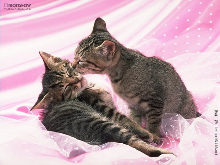 205014,xcitefun-cat-couples-6