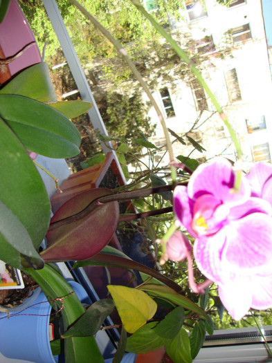 DSC01782 - FORILE MELE   2012