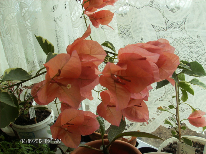 ajung,....16.04.2012 - bougainvillea 2012