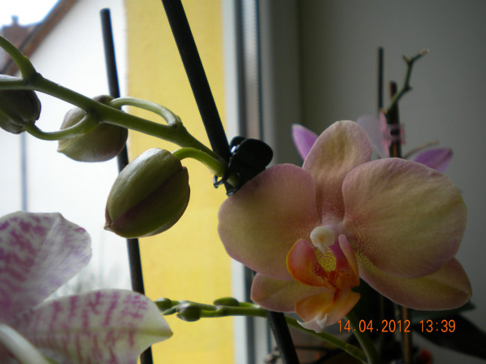  - orhidee 2012