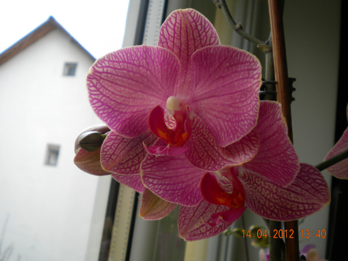  - orhidee 2012