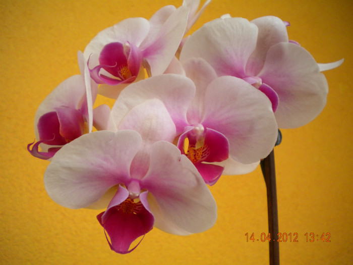 - orhidee 2012