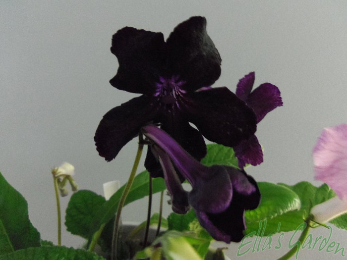 16 apr. 2012 - Streptocarpus Morion