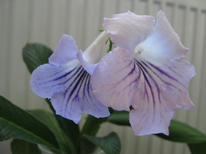  - streptocarpus DS Alexandrit- Dimetris