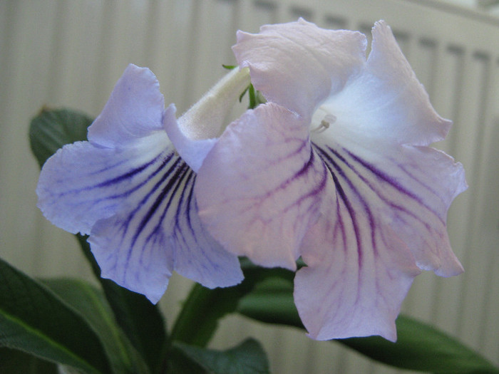  - streptocarpus DS Alexandrit- Dimetris