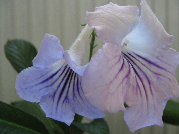  - streptocarpus DS Alexandrit- Dimetris