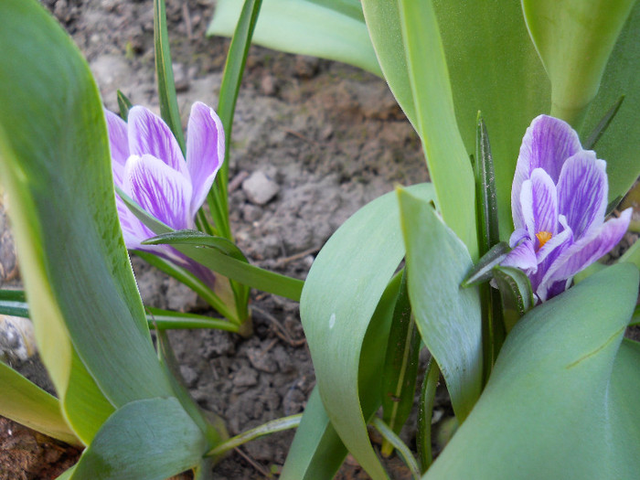 crocus