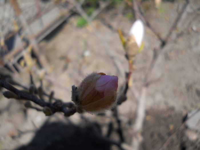 magnolia stelata-boboci - Flori gradina 2012