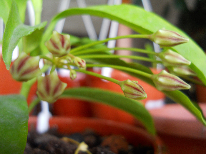 boboci mari de h. multiflora