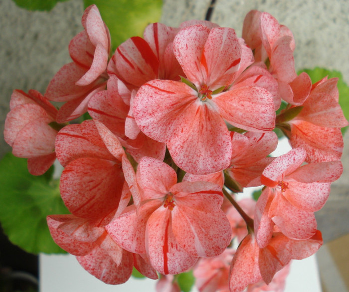 Mosaic Red - Aprilie 2012 - Muscate Sieberz