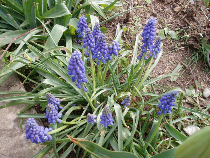 muscari