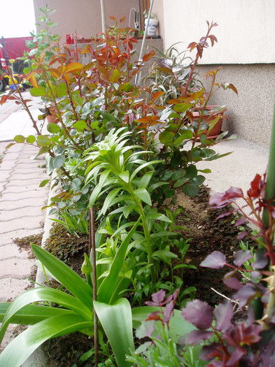 Aleea "Rosie" se anunta