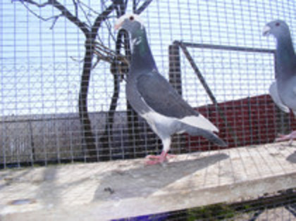 vinduta aprilie 2012