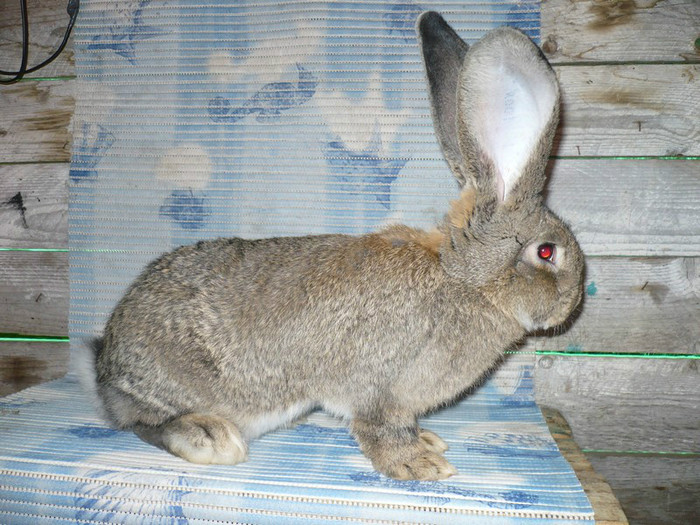 Mascul URIAS GRI GERMAN - 4 luni