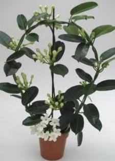 stephanotis - FLORI PE CARE LE DORESC FOARTE MULT