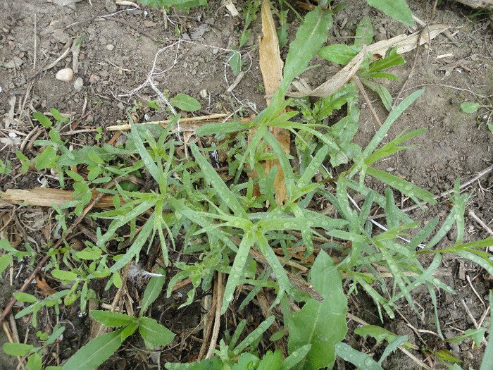 Tarhon(are nevoie de putina curatenie) - Plante aromatice si medicinale