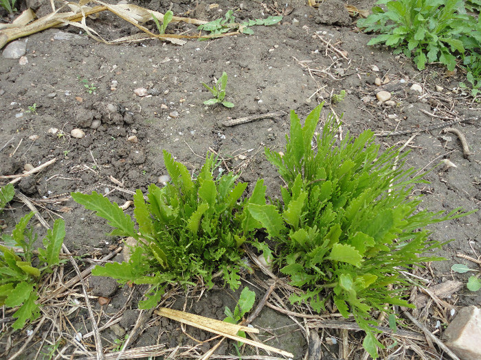 Hrean - Plante aromatice si medicinale