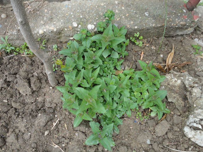 Menta indiana(monarda didima)