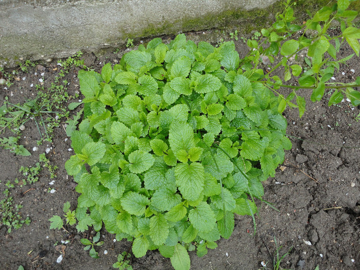 Roinita(sau lamaita) - Plante aromatice si medicinale