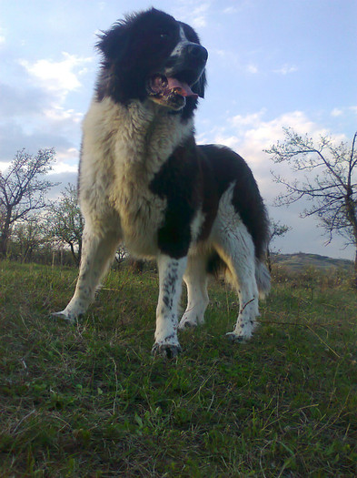 photo0411 - CORA - Ciobanesc de bucovina