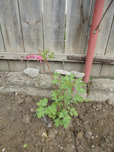 Dicentra rosie