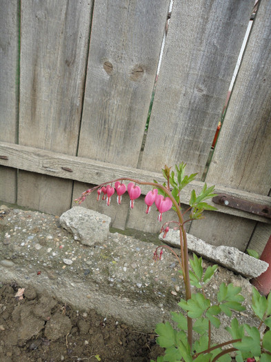Dicentra
