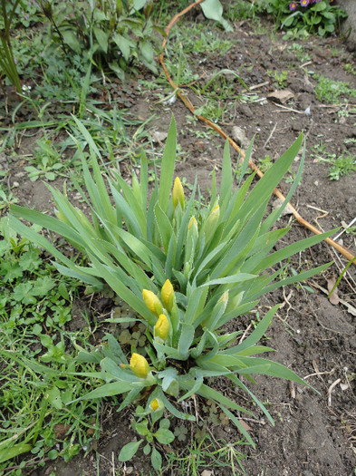 Iris pitic galben