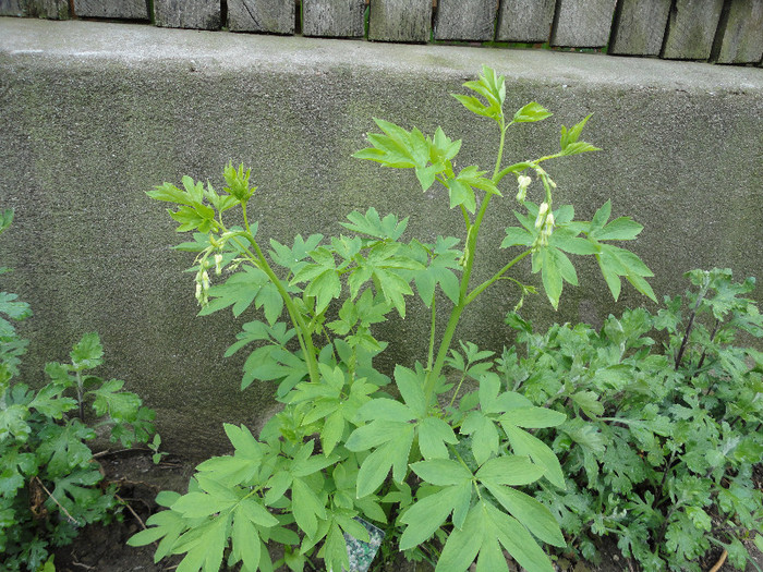 Dicentra alba