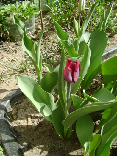 DSC04450 - a__primavara 2012