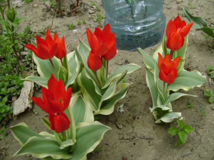 DSC04453 - a__primavara 2012