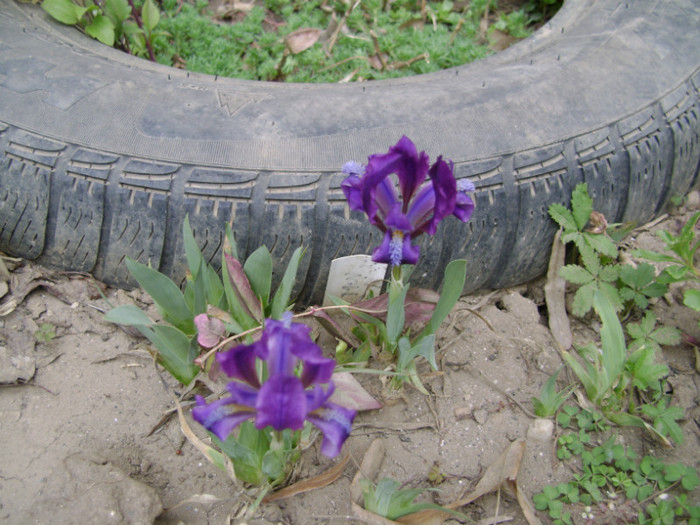 DSC04454 - a__primavara 2012