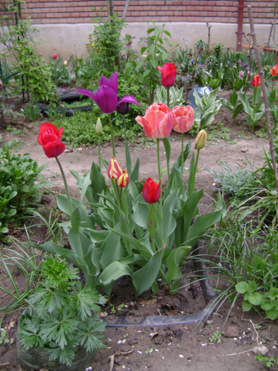 DSC04464 - a__primavara 2012