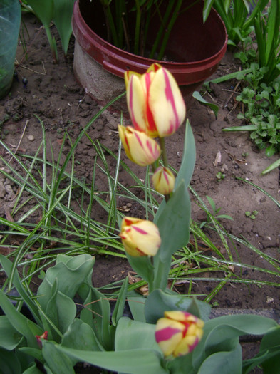 DSC04465 - a__primavara 2012