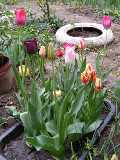 DSC04466 - a__primavara 2012