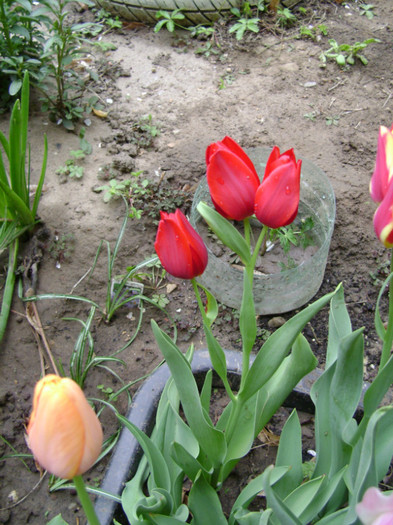 DSC04468 - a__primavara 2012