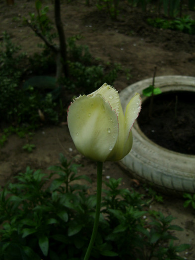 DSC04469 - a__primavara 2012