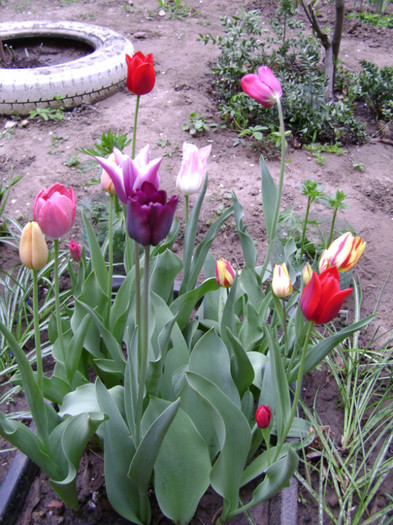 DSC04470 - a__primavara 2012