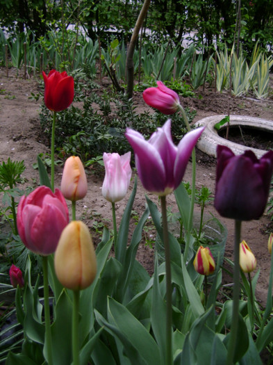 DSC04471 - a__primavara 2012