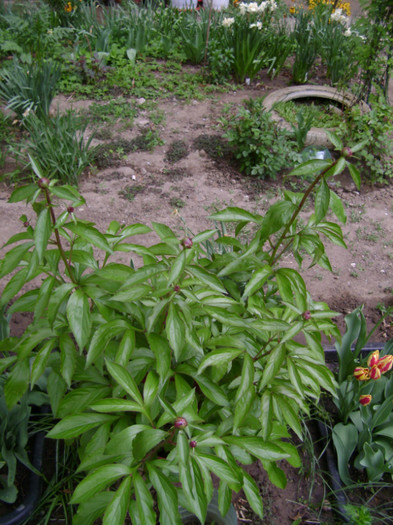 DSC04474 - a__primavara 2012