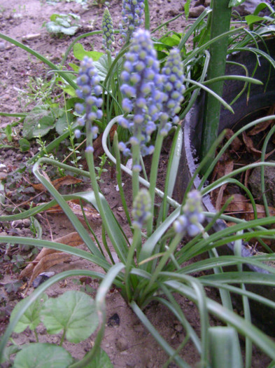 DSC04476 - a__primavara 2012