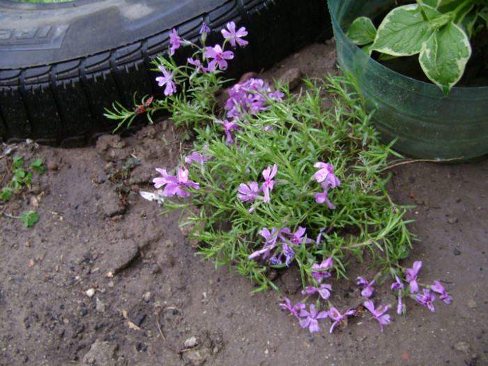 DSC04477 - a__primavara 2012