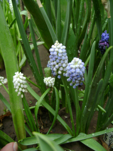 DSC04478 - a__primavara 2012