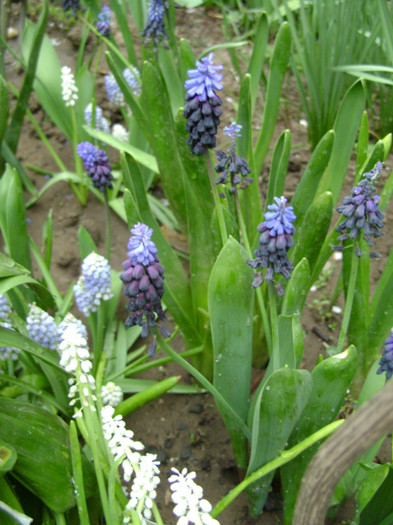 DSC04479 - a__primavara 2012