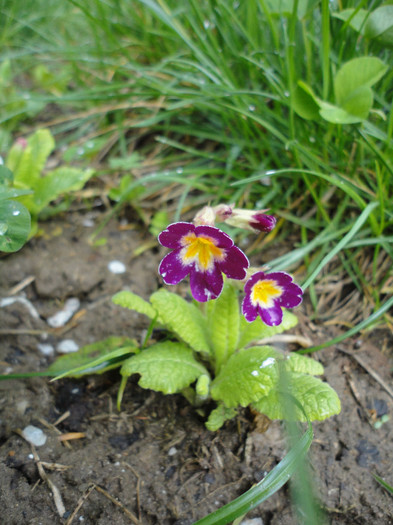 DSC04435