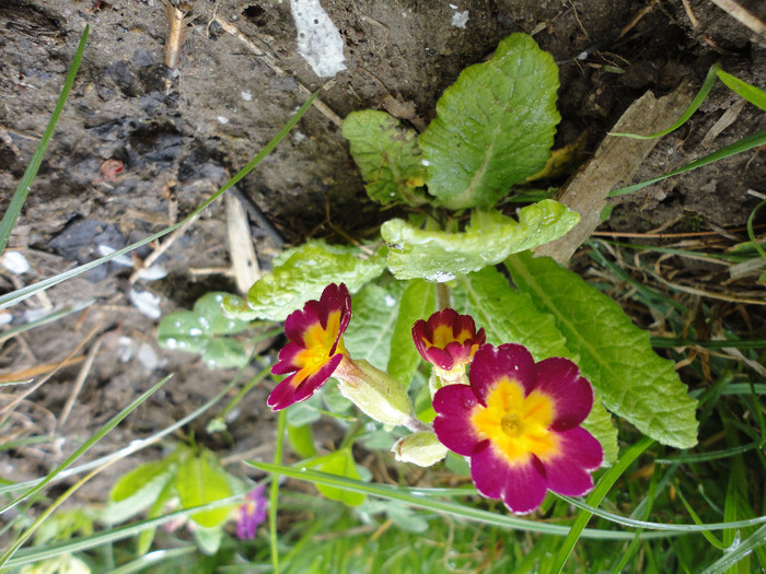 DSC04436
