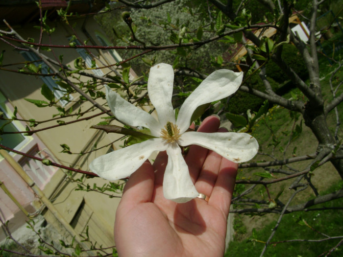 magnolia alba a socrilor - a__primavara 2012