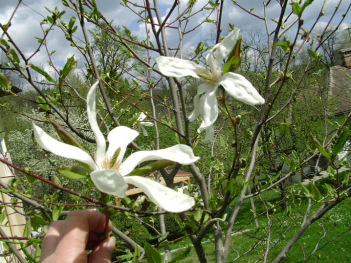 magnolia alba a socrilor - a__primavara 2012