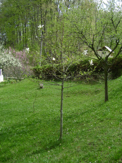 magnolia alba a socrilor - a__primavara 2012