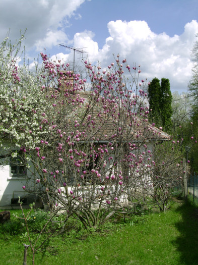 magnolia soulageana a socrilor